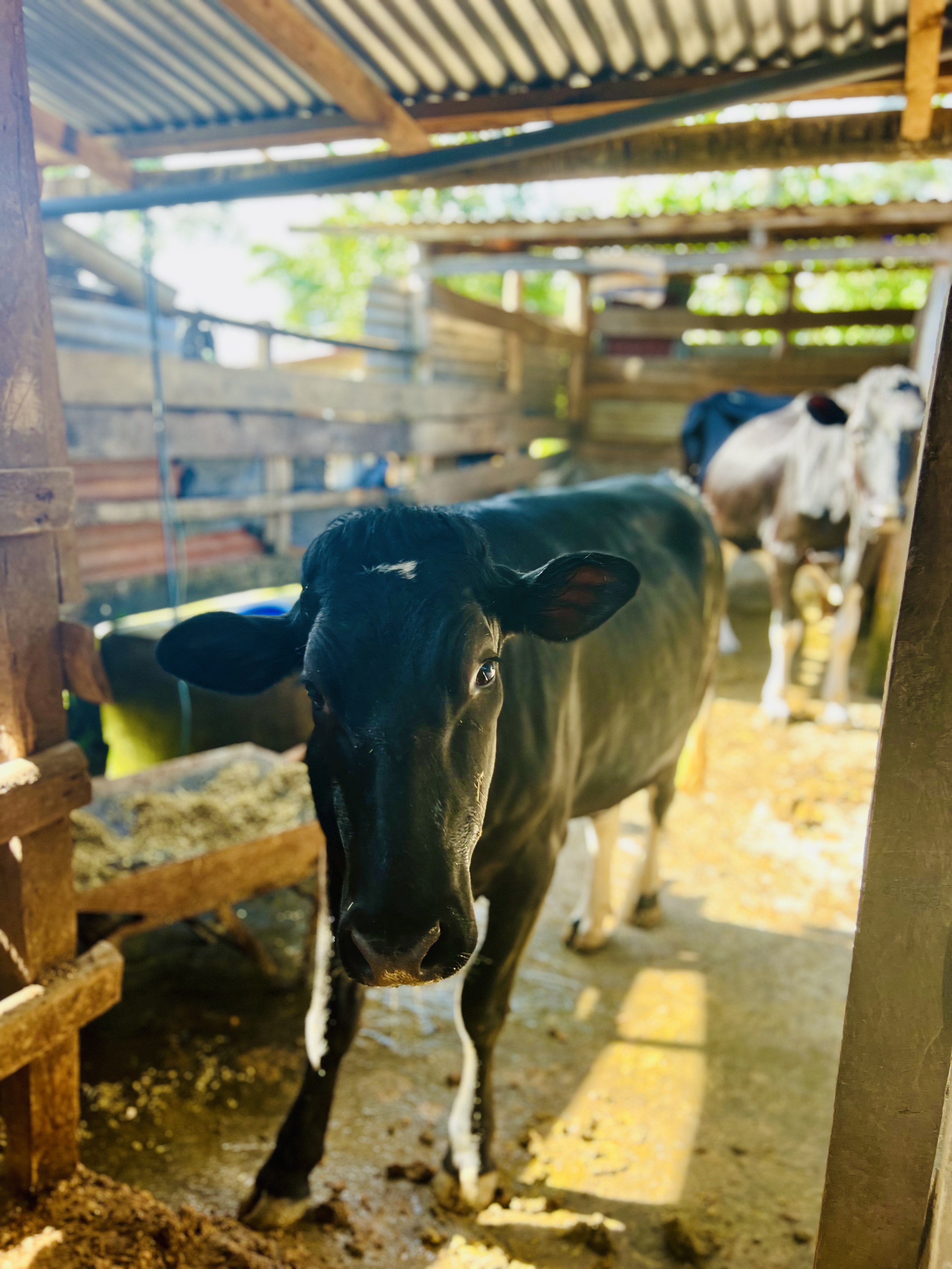 Dairy cattle in shed