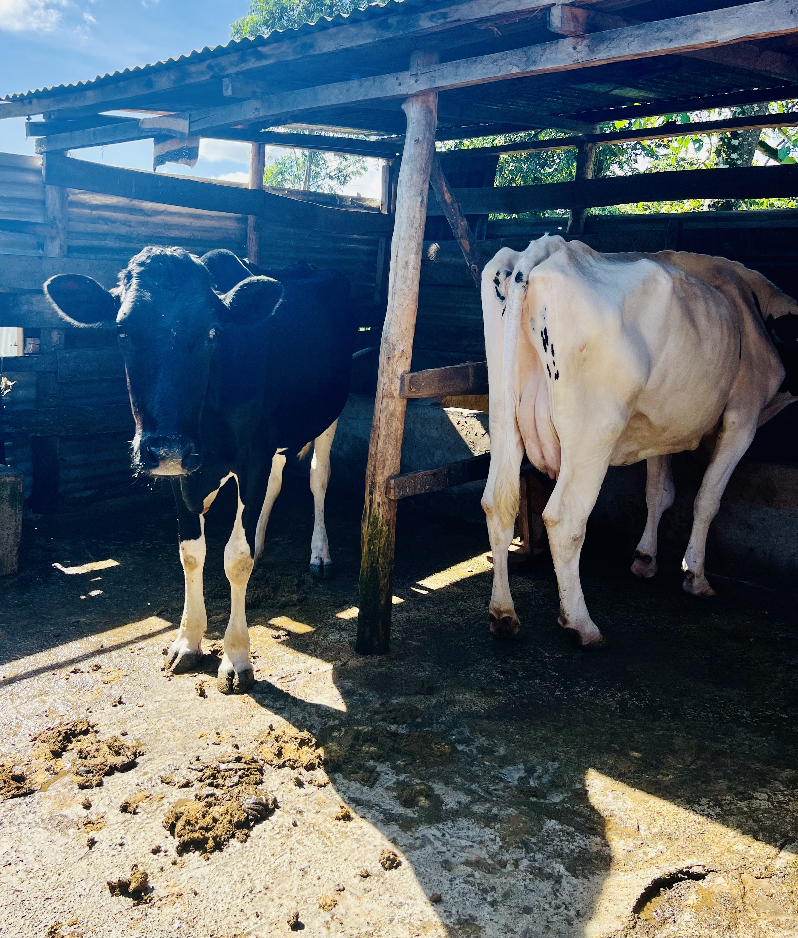 School farm dairy cattle