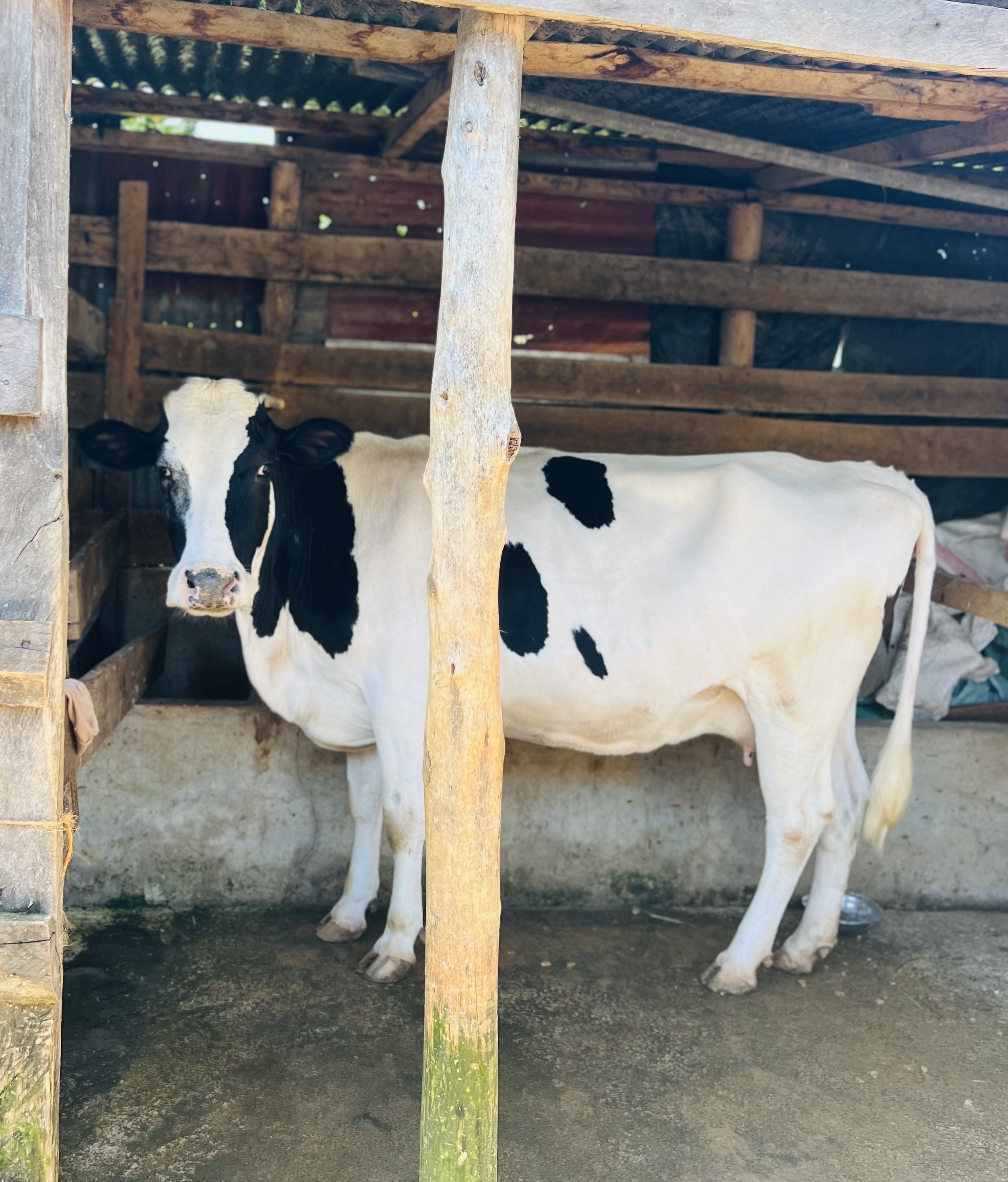 Farm cattle