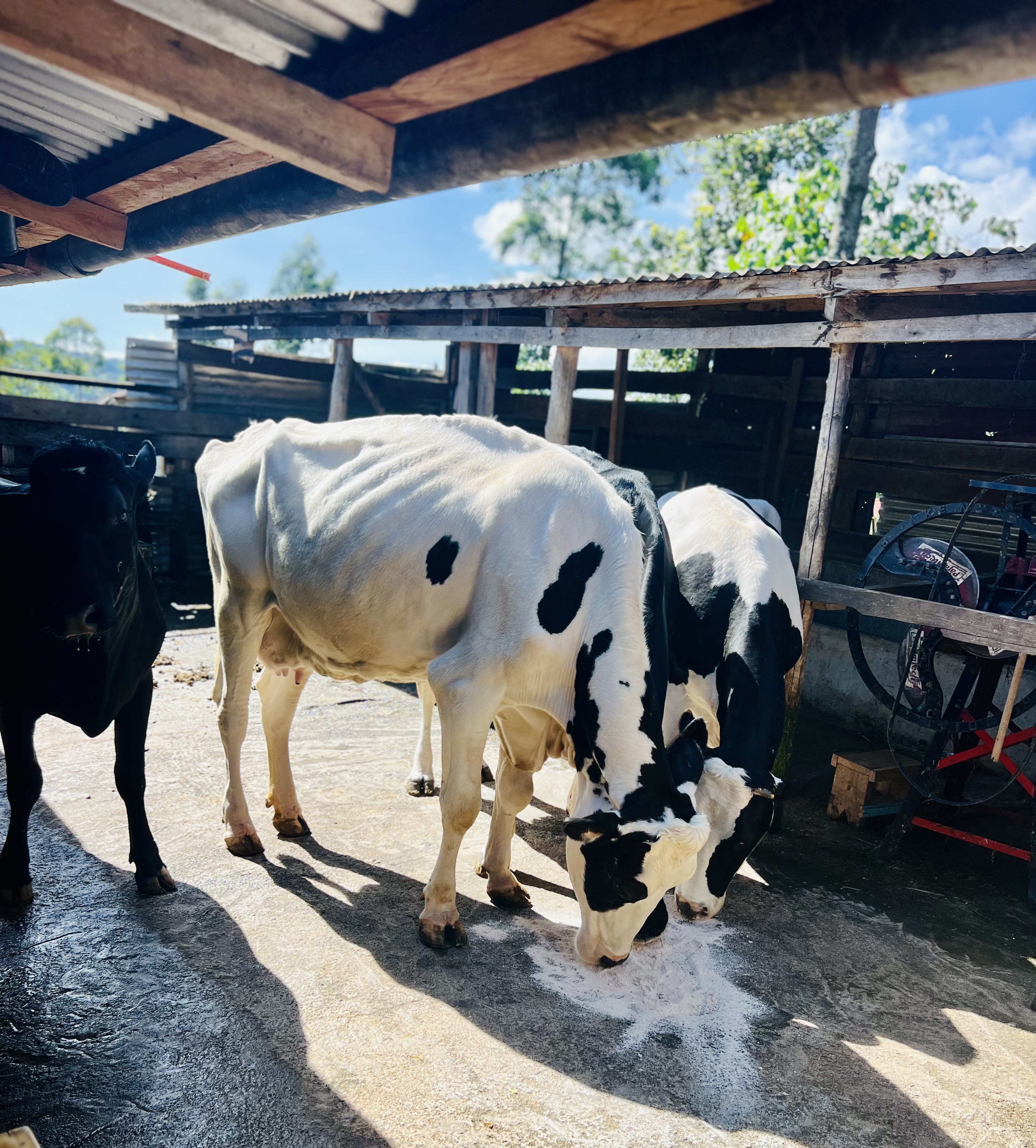 Cattle feeding