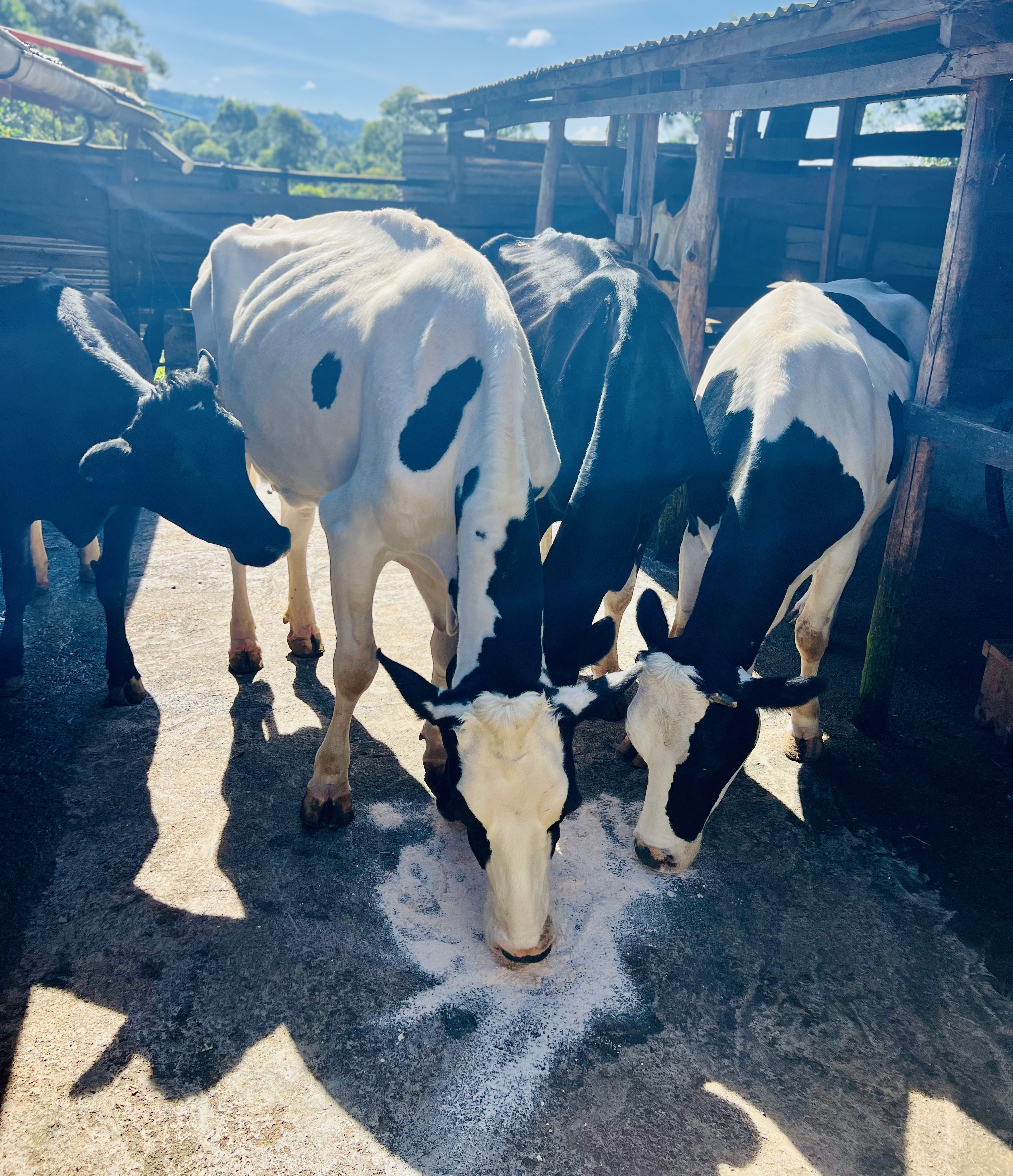 Dairy herd